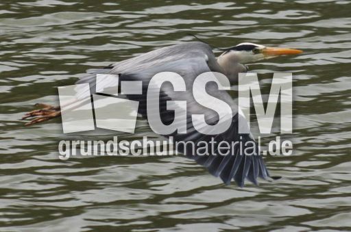 Graureiher-A 230.jpg